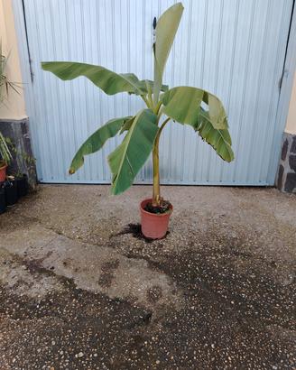 pianta di banano