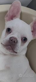 Bulldog francese