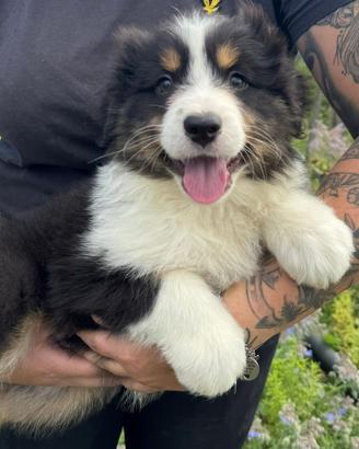 Cucciolo pastore australiano