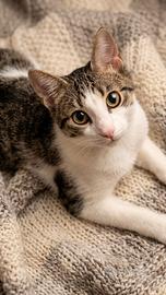 Regalasi gattino