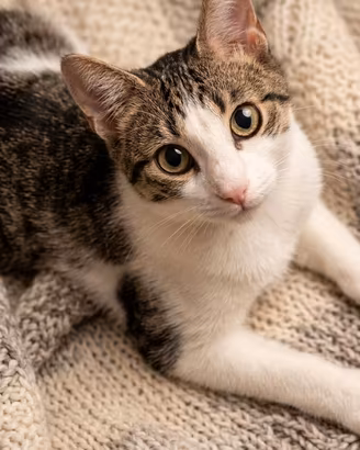 Regalasi gattino