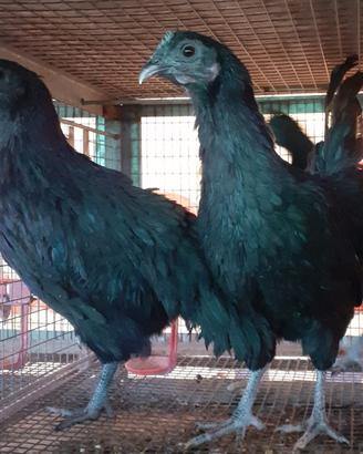 Cemani