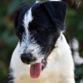 Parson Russell Terrier maschio