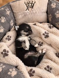 Cucciolo di chihuahua