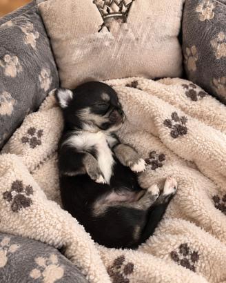 Cucciolo di chihuahua