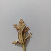 Disponibile esemplare di Ciliatus ID: GP