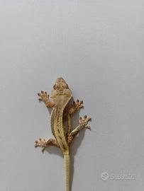 Disponibile esemplare di Ciliatus ID: GP