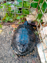 Tartaruga di acqua dolce