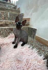 Gatti sphynx