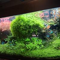 Pianta acquario Beucephalandra