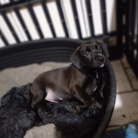 Cuccioli incrocio cocker e lupetto delle alpi