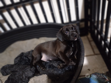 Cuccioli incrocio cocker e lupetto delle alpi