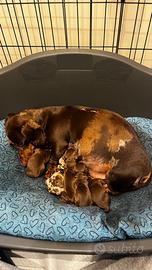 Cuccioli di Bassotto - nati 01/03/26