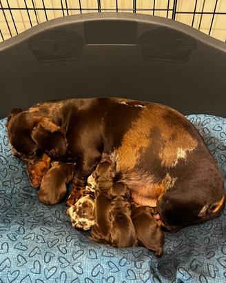 Cuccioli di Bassotto - nati 01/03/26