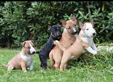 Bull terrier miniature