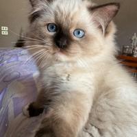 Cuccioli Ragdoll disponibili