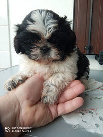 Cuccioli Shitzu-Toy