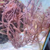Gorgonia