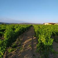 Splendido Compendio Vitivinicolo Vista Mare - Golf