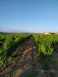 Splendido Compendio Vitivinicolo Vista Mare - Golf