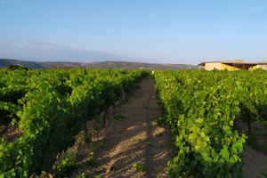 Splendido Compendio Vitivinicolo Vista Mare - Golf