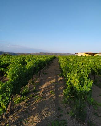 Splendido Compendio Vitivinicolo Vista Mare - Golf