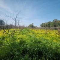 San Sperate. Pescheto di 5.600 mq