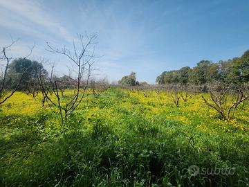 San Sperate. Pescheto di 5.600 mq