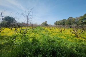 San Sperate. Pescheto di 5.600 mq