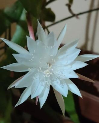 pianta Epiphyllum con Vaso di terracotta  