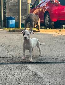Amstaff terrier blue 