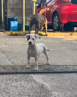 Amstaff terrier blue 