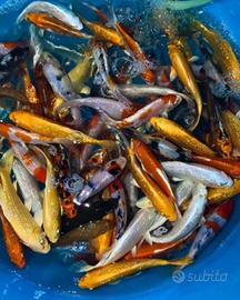 Carpe koi selezione 5-15 cm