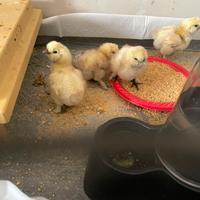 Pulcini Moroseta bianchi