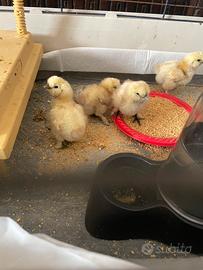 Pulcini Moroseta bianchi