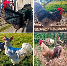 Galli Marans e Australorp