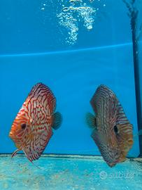 Discus XXL