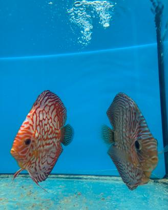 Discus XXL