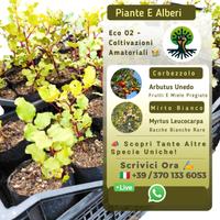 Piante mediterranee resistenti: alberi e arbusti