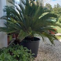 Pianta "Cycas Revoluta" Ornamentale