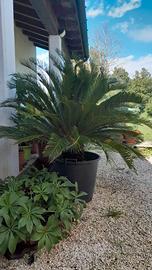 Pianta "Cycas Revoluta" Ornamentale