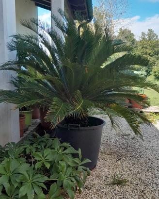 Pianta "Cycas Revoluta" Ornamentale