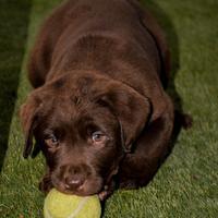Dolcissimi Labrador Retriever Chocolate