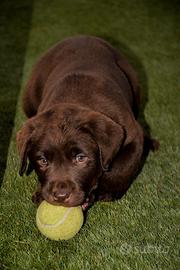Dolcissimi Labrador Retriever Chocolate