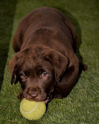Dolcissimi Labrador Retriever Chocolate