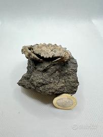 Granchio fossile