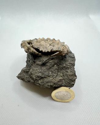 Granchio fossile