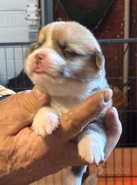 Cuccioli di welsh corgi pembroke