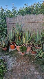 Aloe vera