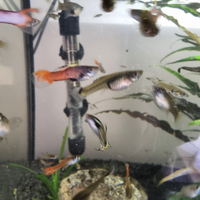 Pesci d'acqua dolce endler guppy